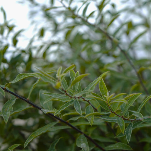 Спирея серая Грейфшейм купить в Нижнем Новгороде