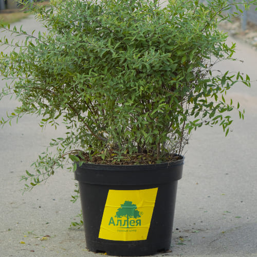 Спирея серая Грейфшейм купить в Нижнем Новгороде