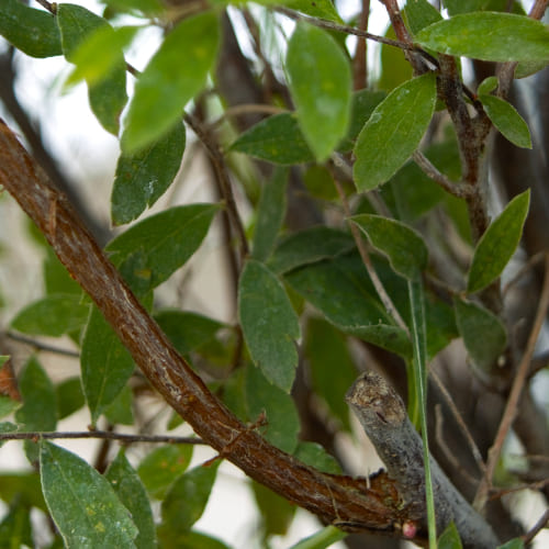Спирея серая Грейфшейм купить в Нижнем Новгороде