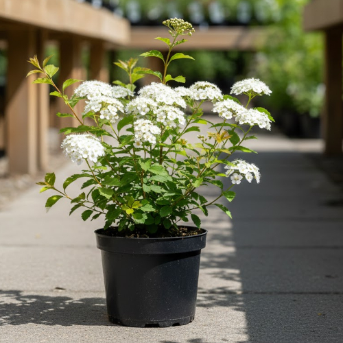 Спирея японская Альбифлора купить