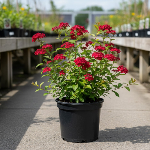 Спирея японская Кантри Ред купить во Владимире