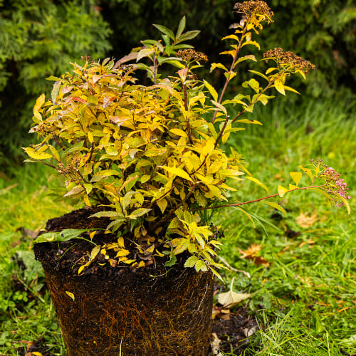 Спирея японская Генпей купить во Владимире