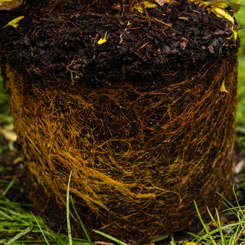 Спирея японская Генпей купить во Владимире