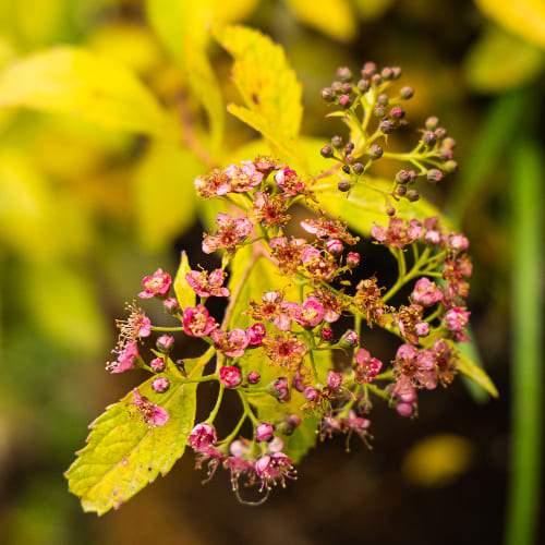 Спирея японская Генпей купить во Владимире