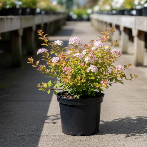 Спирея японская Спарклинг Шампэйн купить во Владимире