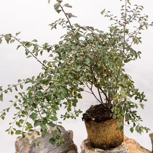 Спирея Вангутта купить во Владимире