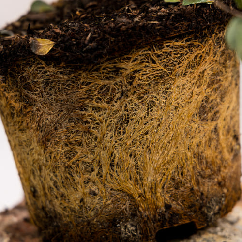 Спирея Вангутта купить во Владимире