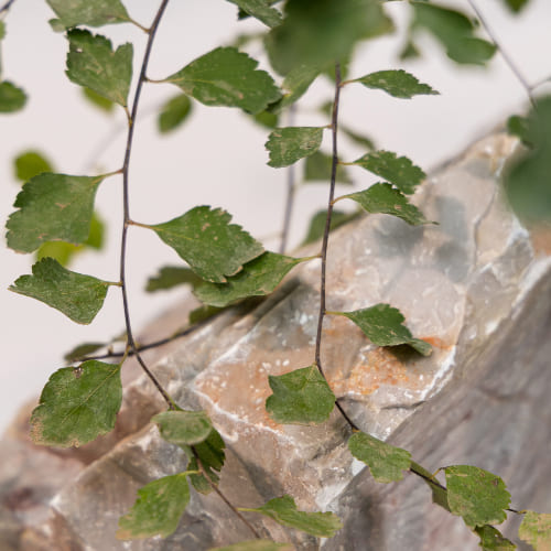 Спирея Вангутта купить во Владимире