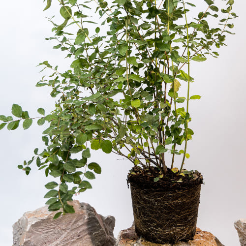 Снежноягодник Доренбоза купить во Владимире