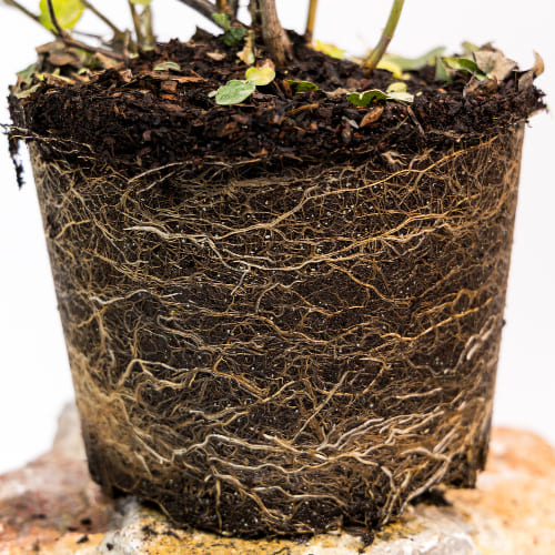 Снежноягодник Доренбоза купить во Владимире