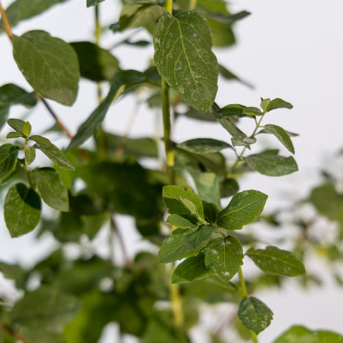Снежноягодник Доренбоза купить во Владимире