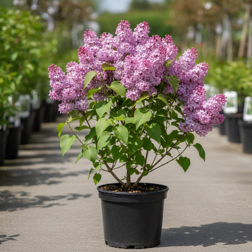 Сирень гиацинтовая купить во Владимире