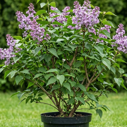 Сирень венгерская Холгер купить во Владимире