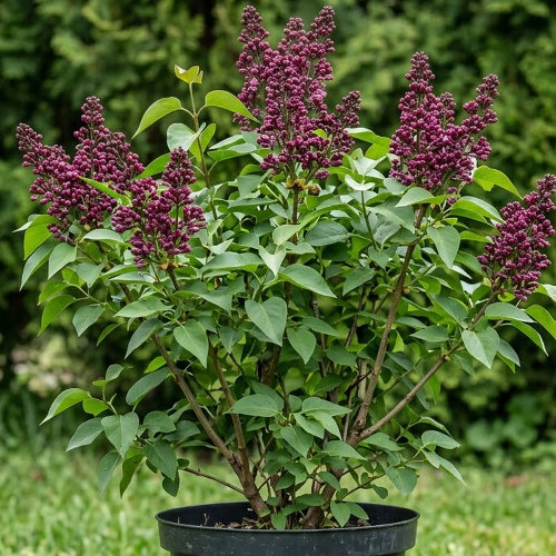 Сирень венгерская Ред Холгер купить во Владимире