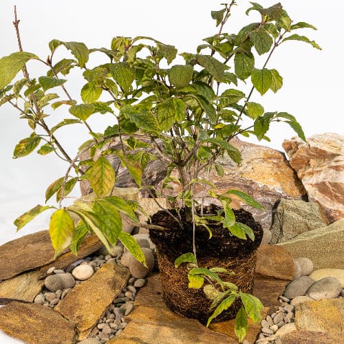 Сирень венгерская купить во Владимире