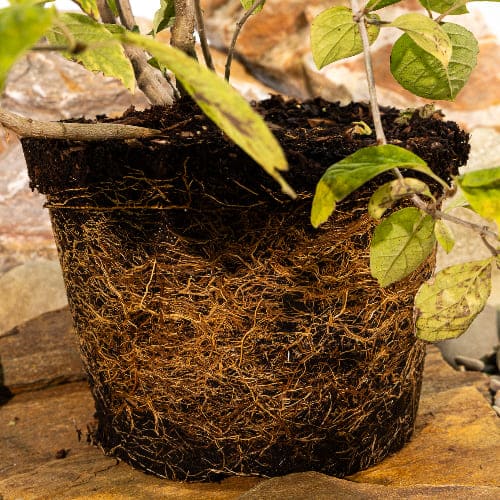 Сирень венгерская купить во Владимире