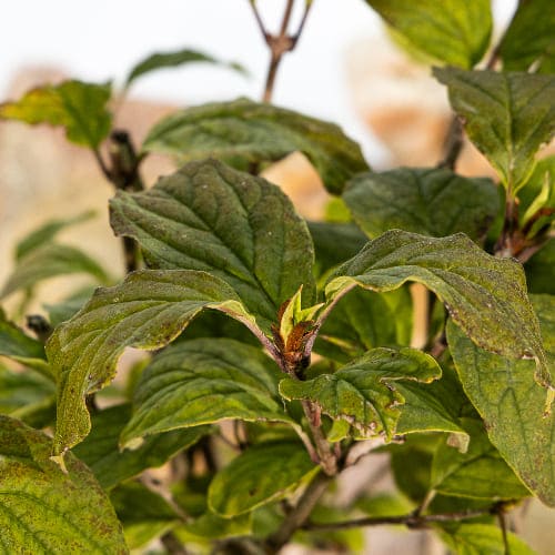 Сирень венгерская купить во Владимире