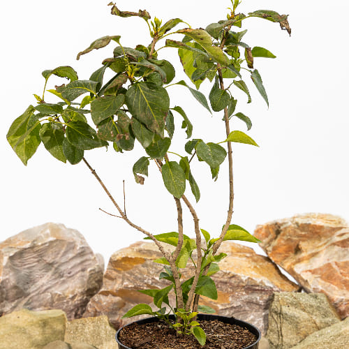 Сирень обыкновенная Адмирал Кузнецов купить в Нижнем Новгороде