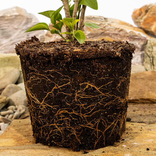 Сирень обыкновенная Адмирал Кузнецов купить в Нижнем Новгороде