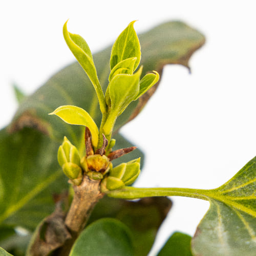 Сирень обыкновенная Адмирал Кузнецов купить в Нижнем Новгороде