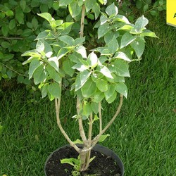 Сирень обыкновенная Катерин Хавемейер купить в Нижнем Новгороде