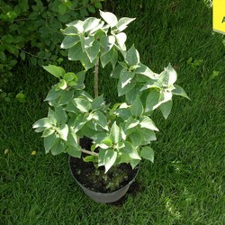 Сирень обыкновенная Катерин Хавемейер купить в Нижнем Новгороде