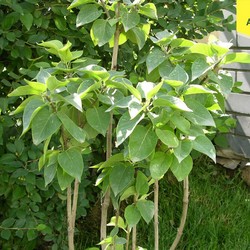 Сирень обыкновенная Катерин Хавемейер купить в Нижнем Новгороде