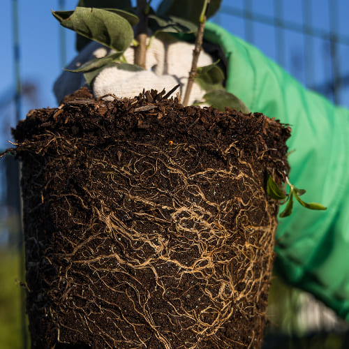Сирень обыкновенная Красавица Москвы купить в Нижнем Новгороде