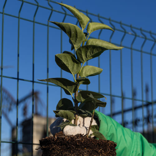 Сирень обыкновенная Красавица Москвы купить в Нижнем Новгороде