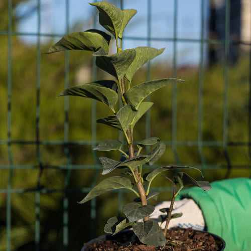 Сирень обыкновенная Красавица Москвы купить в Нижнем Новгороде