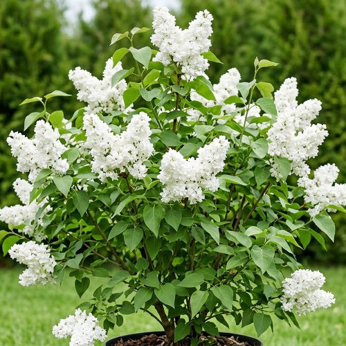 Сирень обыкновенная Мадам Лемуан купить