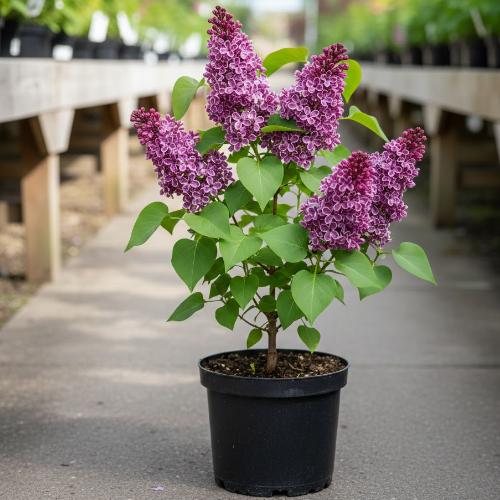 Сирень обыкновенная Сенсейшн купить во Владимире