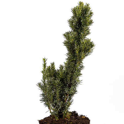 Тисс средний Хилли купить во Владимире