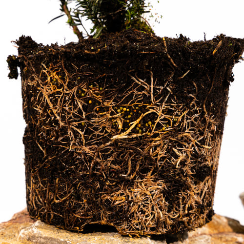 Тисс средний Хилли купить во Владимире