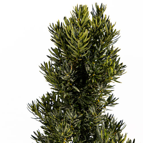 Тисс средний Хилли купить во Владимире