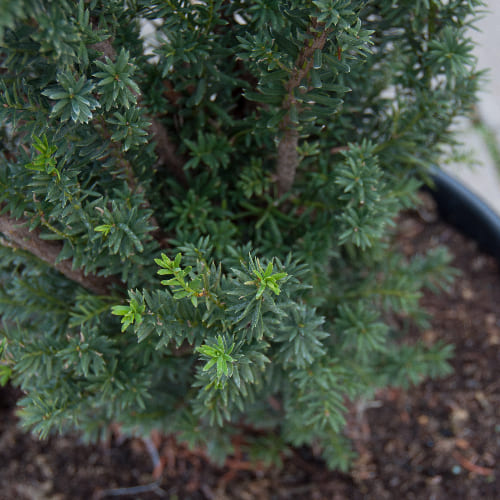 Тисс средний Хилли купить во Владимире
