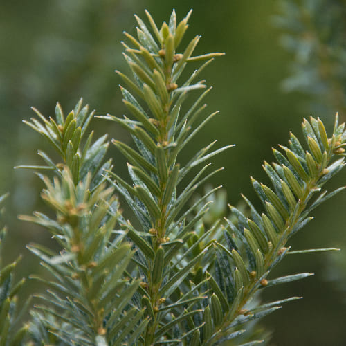 Тисс средний Хилли купить во Владимире