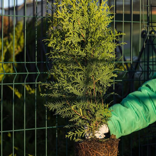 Туя западная Брабант купить во Владимире
