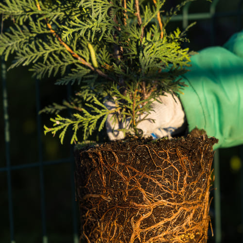 Туя западная Брабант купить во Владимире