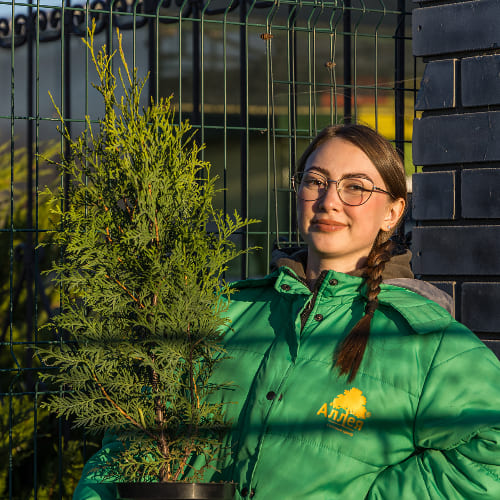 Туя западная Брабант купить во Владимире