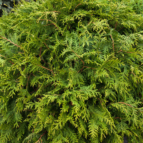 Туя западная Брабант купить в Нижнем Новгороде