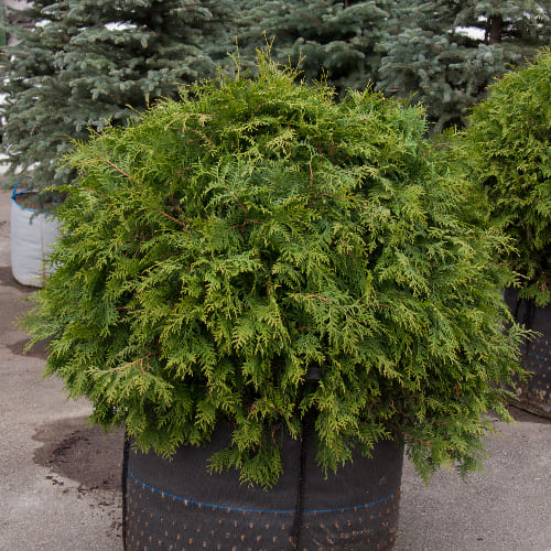 Туя западная Брабант купить в Нижнем Новгороде