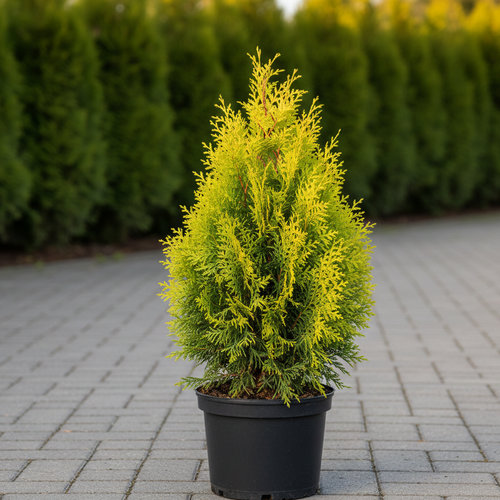 Туя западная Брайт Смарагд купить во Владимире