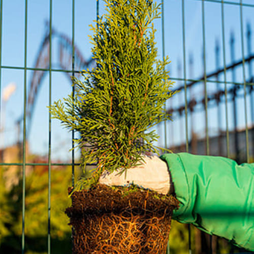 Туя западная Брайт Смарагд купить во Владимире