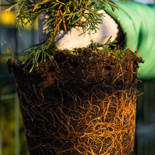 Туя западная Брайт Смарагд купить во Владимире