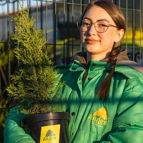 Туя западная Брайт Смарагд купить во Владимире