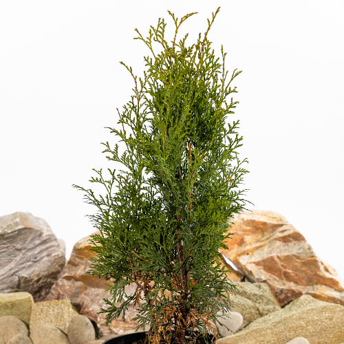 Туя западная Колумна купить в Нижнем Новгороде