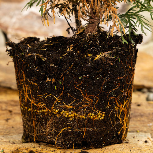 Туя западная Колумна купить в Нижнем Новгороде