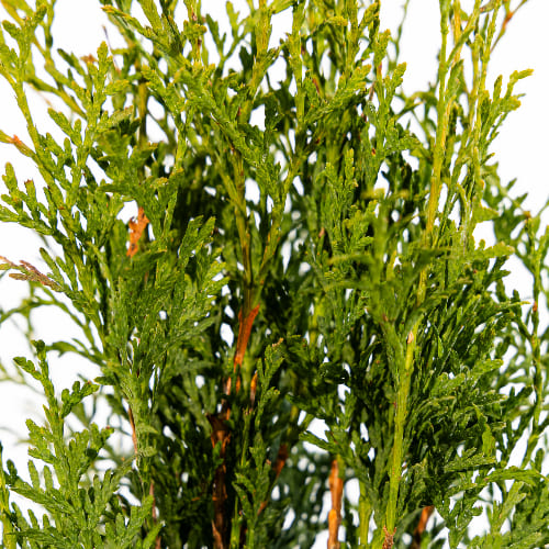 Туя западная Колумна купить в Нижнем Новгороде