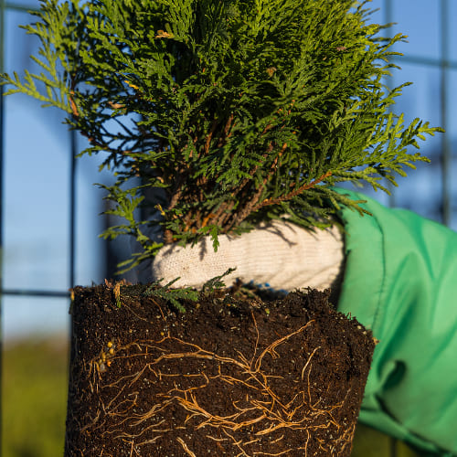 Туя западная Даника купить во Владимире